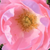 Roz - Trandafir acoperitor - Sommerwind®